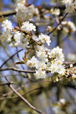 İlkbaharda kiraz çiçeği
