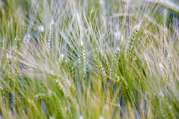 Buğday tarlası yazı