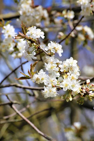 İlkbaharda kiraz çiçeği