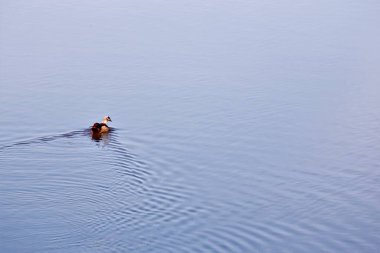 Göldeki ağaçların yansıması