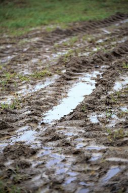 Ormandaki çayırlarda