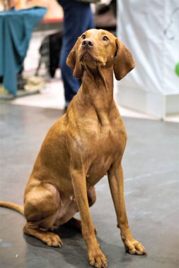 Bir köpeğin resmi. 