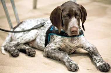 Bir köpeğin resmi. 