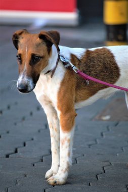 Bir köpeğin resmi. 