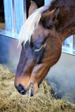 At ve binici çiftliği