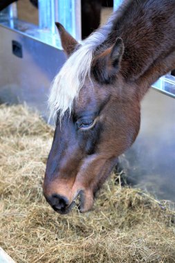 At ve binici çiftliği