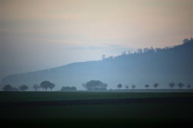 Sis ormanındaki ağaçlar