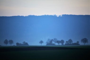 Sis ormanındaki ağaçlar