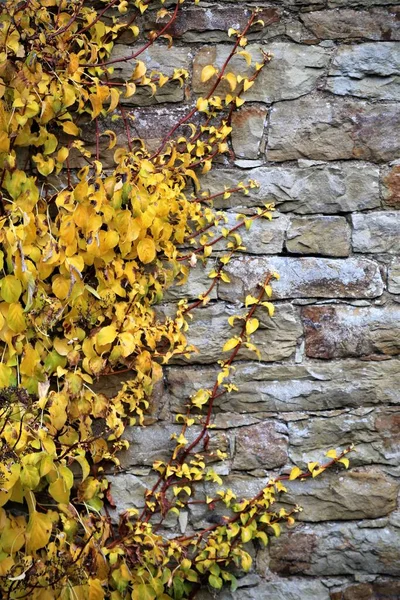 moss on the wall