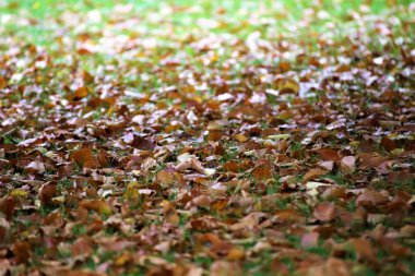 Sonbahar yaprakları yerde.