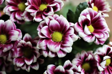 Pembe çiçekler arka bahçe