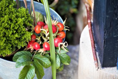 Sonbahar, bal kabakları ve yapraklarla dolu bir hayat.