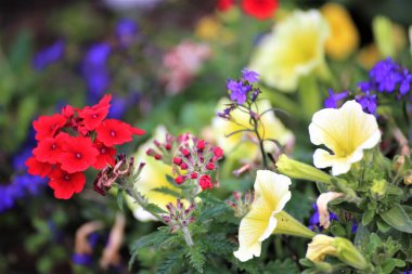 Bahçedeki kırmızı çiçek