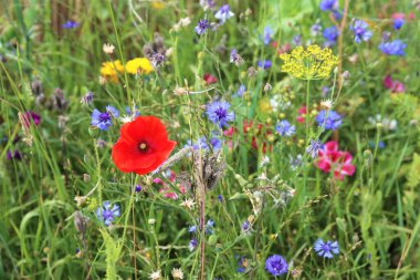 Yabani çiçekler tarlası