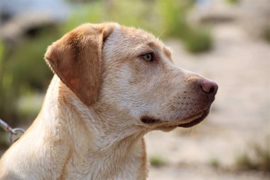 Labrador köpeğinin bir resmi