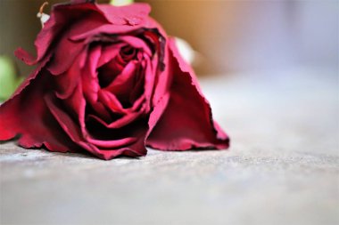 Siyah arkaplanda kırmızı gül