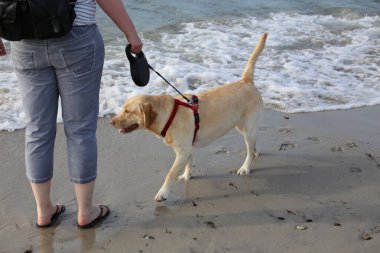 Labrador köpeğinin bir resmi