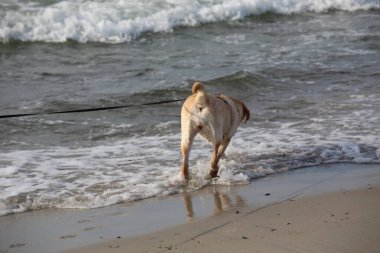 Labrador köpeğinin bir resmi