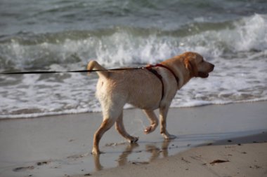 Labrador köpeğinin bir resmi