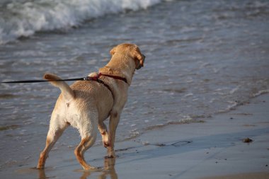 Labrador köpeğinin bir resmi