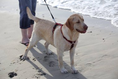 Labrador köpeğinin bir resmi