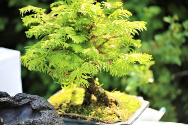 Bir bankta oturan bir grup genç.