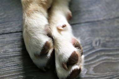 Labrador köpeğinin bir resmi