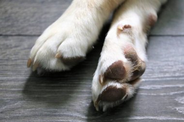 Labrador köpeğinin bir resmi