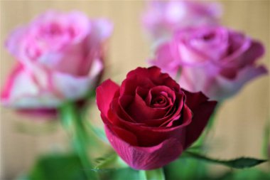 Bir buket çiçek bahçesi.