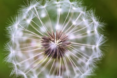 Siyah arkaplanda karahindiba