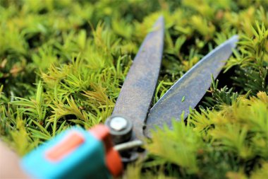 Çimleri biçme makinesiyle kesiyor.