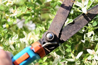 Çimleri biçme makinesiyle kesiyor.