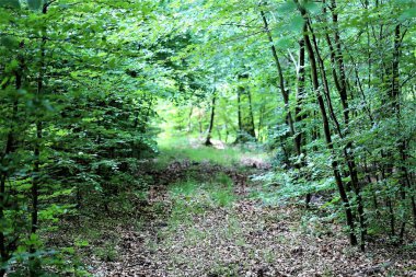 İneklerle dolu arazi