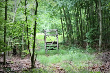 İneklerle dolu arazi