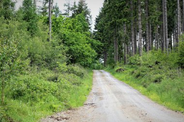 İneklerle dolu arazi