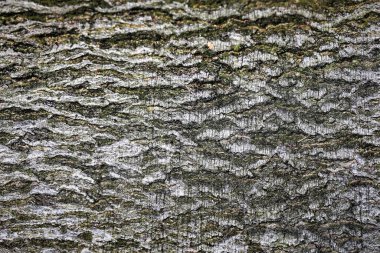 İneklerle dolu arazi