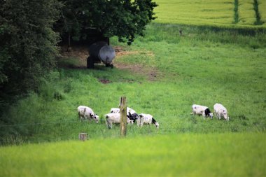 İneklerle dolu arazi