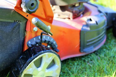 Çimlerin, otların resmi.