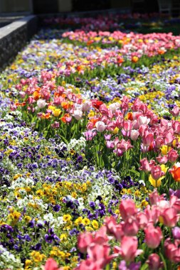 Çiçek tarlası çiçek dizini