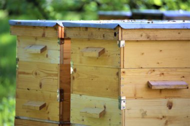 Arı kovanındaki arılar