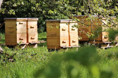 Arı kovanındaki arılar