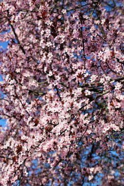 Bir ağaç görüntüsü