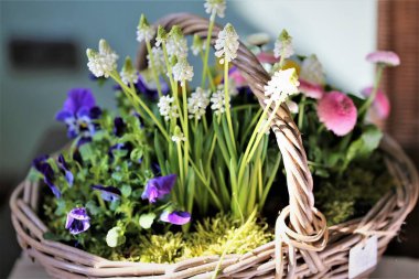 Bir bahçe ve çiçeğin resmi.