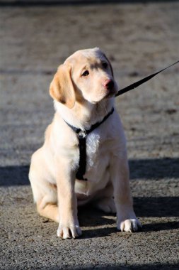 Labrador köpeğinin bir resmi
