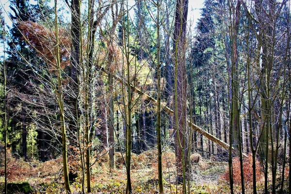 Bir Ormanın Görüntüsü