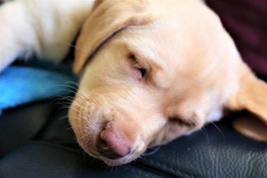 Bir köpeğin resmi.