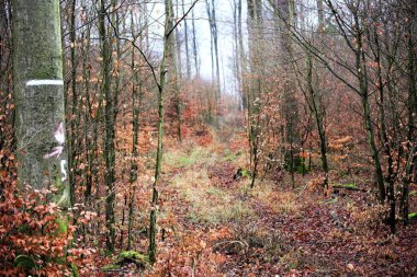 Bir ağaç görüntüsü