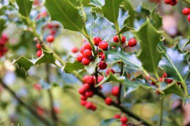 Sonbaharın, bahçenin görüntüsü.