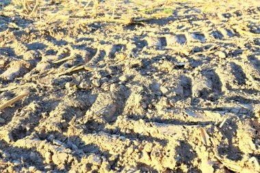 Doğa çiçekli bahçe