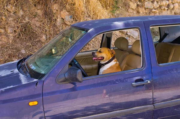 Perro en el coche — Foto de Stock